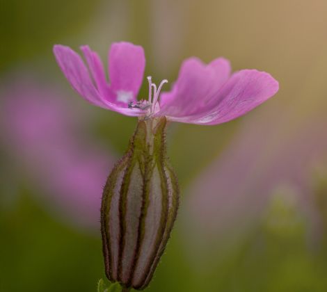 Fotowalk mit Sony Experte: Makro Experience Walk