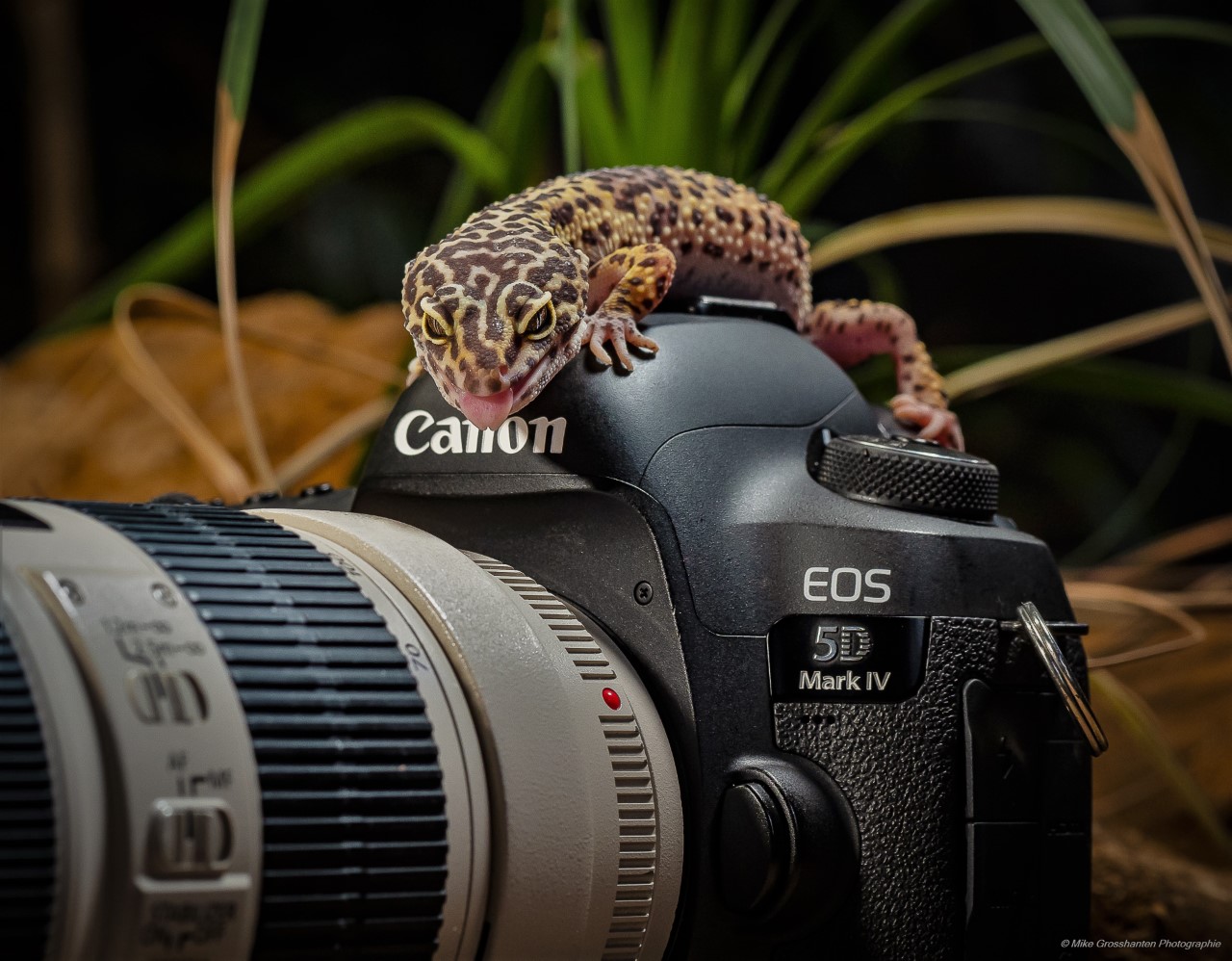 Reptilienfotografie im TerraZoo Rheinberg - Die leisen Jäger hautnah