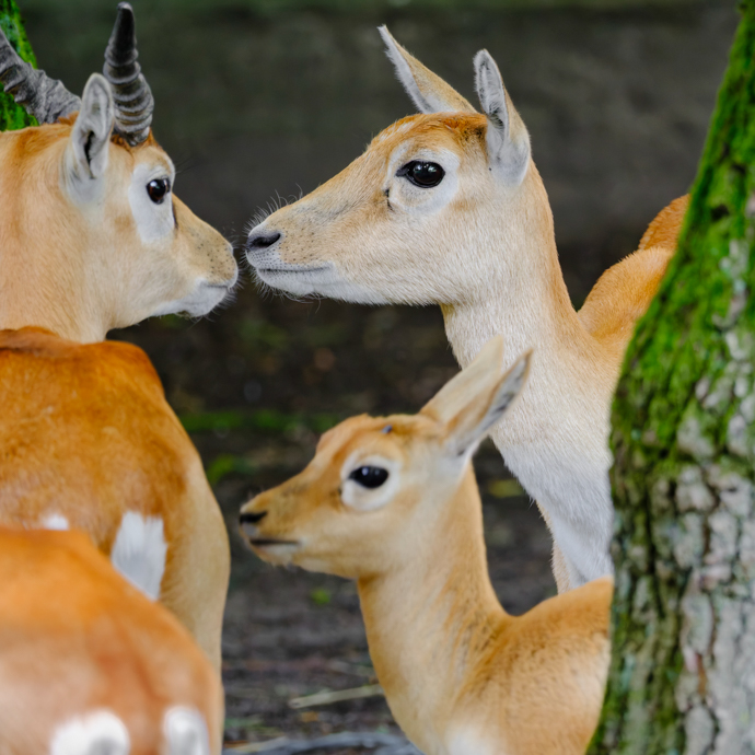 Porträts mit Charakter – Menschen & Tiere ausdrucksstark fotografieren