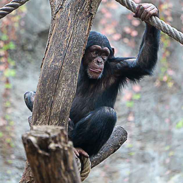Tierisch gute Motive – Fotografieren im Zoo exklusiv mit sachkundiger Zoo-Führung