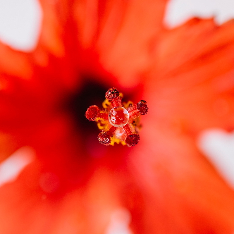 Makro- und Natur-Fotografie im Botanischen Garten Münster