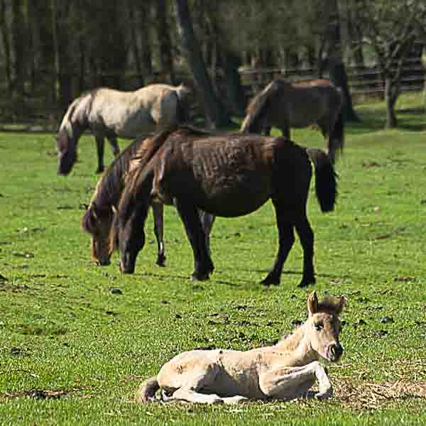 Dülmener Wildpferde im Fokus – exklusiver Tierfotografie-Workshop mit sachkundiger Führung