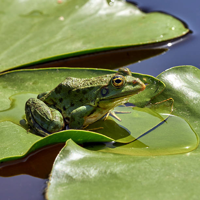 Abenteuer Makrofotografie – Abendliche Naturmomente & das große Froschkonzert