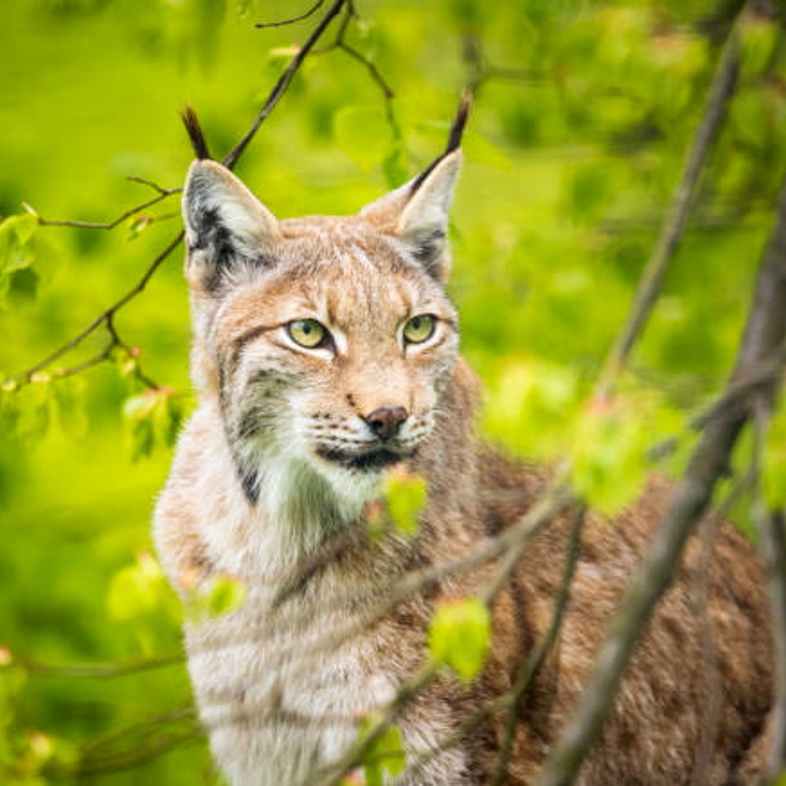 Tierfotografie in der alten Fasanerie Hanau