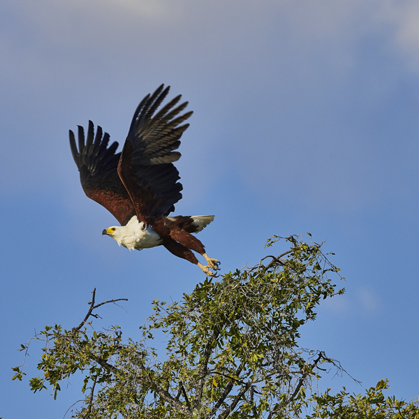 Majestätische Raubvögel im Flug - Exklusive Vogelfotografie-Tour nach Holland mit Alexander Koenders