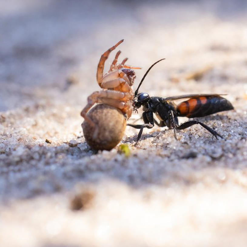 Makrofotografie für Einsteiger – Frühe Morgenstunden in der Westruper Heide