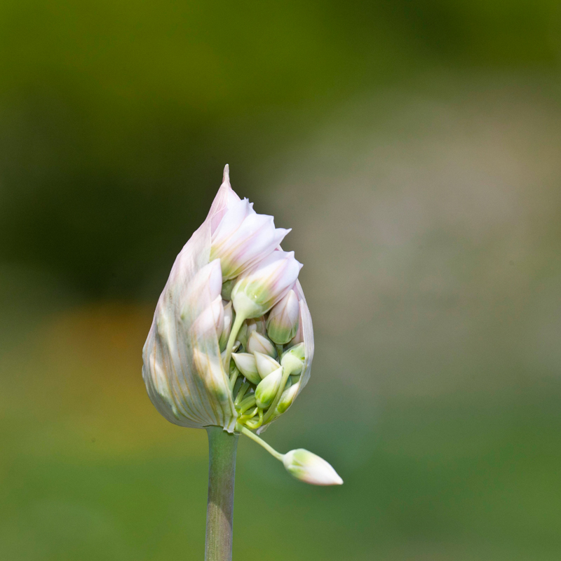 Makrofotografie im Botanischen Garten München – Die Schönheit im Detail entdecken