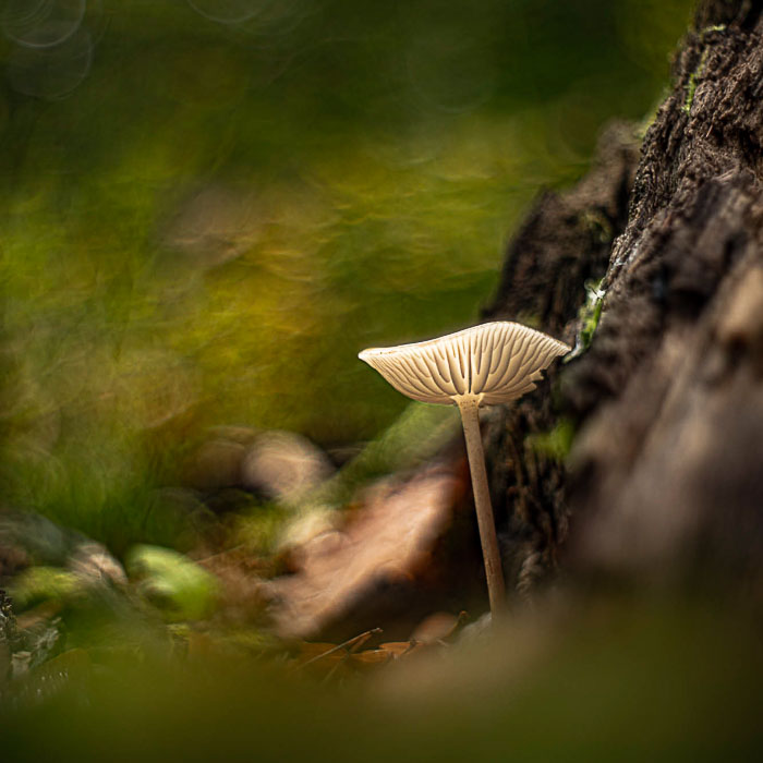 Malen mit Altglas - Nahbereich & Porträt im Herbstwald - Fotoreise mit Uwe Statz