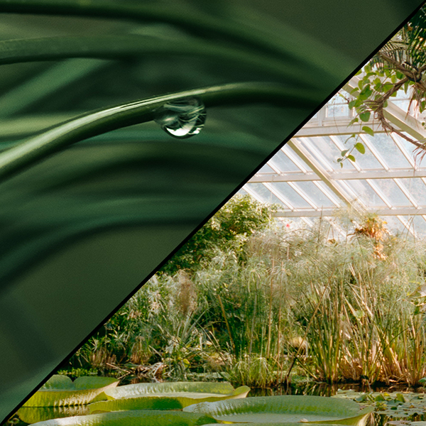 Makro- und Naturfotografie mit Führung im Botanischer Garten Osnabrück