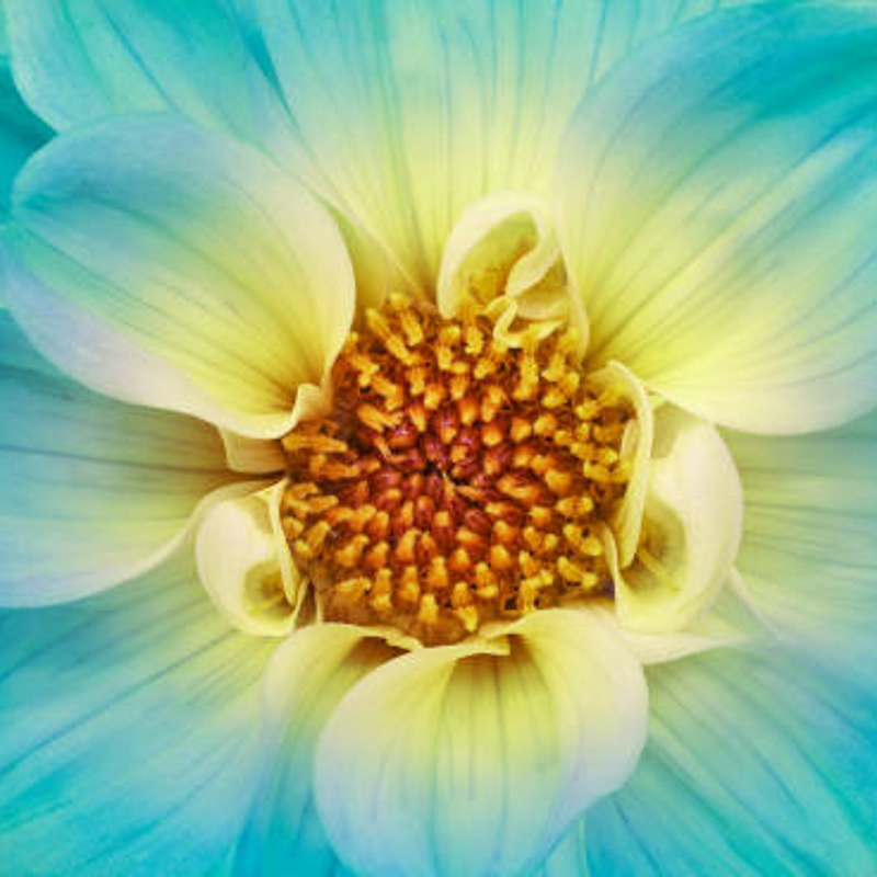 Makro- und Natur-Fotografie im Botanischen Garten Oldenburg