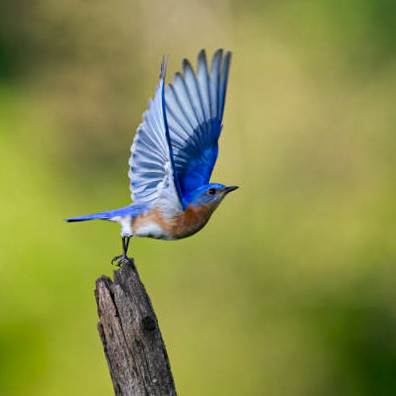 Faszination Vogelfotografie - Fotopraxis & Artenwissen in den Rieselfeldern Münster