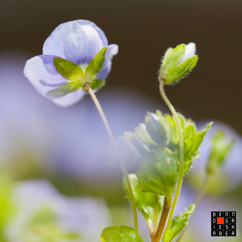 Rosengarten und Isar-Auen – Fotografieren mit allen Sinnen