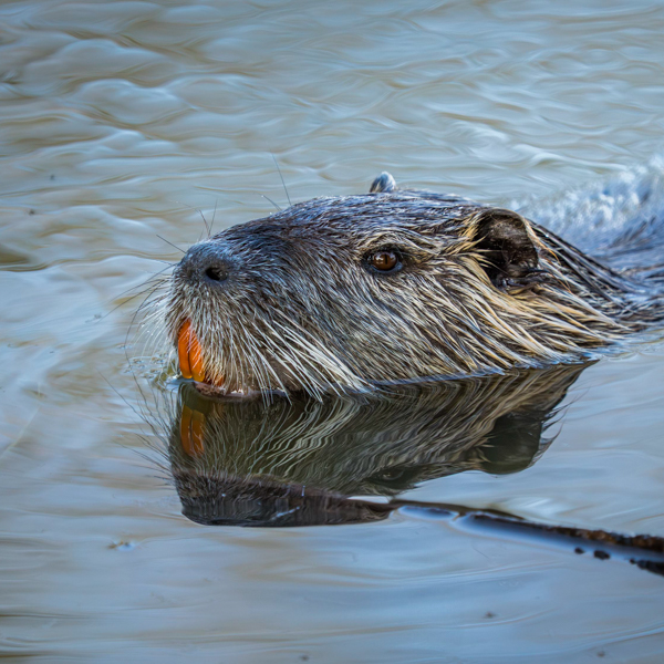 Tierfotografie - Dein intensiver Einstieg von der Planung zum perfekten Moment - Gersprenz-Auen