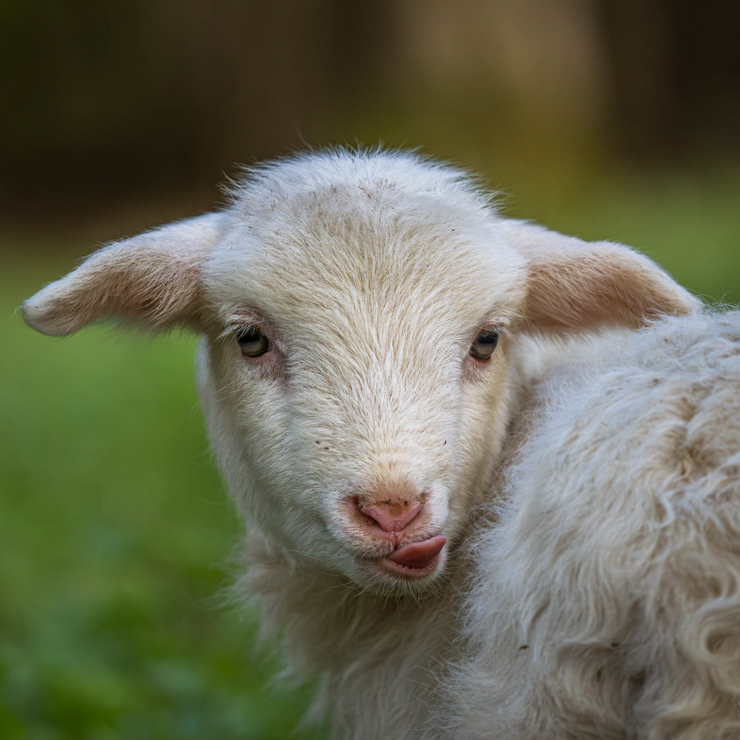 Tierfotografie Intensiv-Kurs im Odenwald - Von der Planung zum perfekten Moment