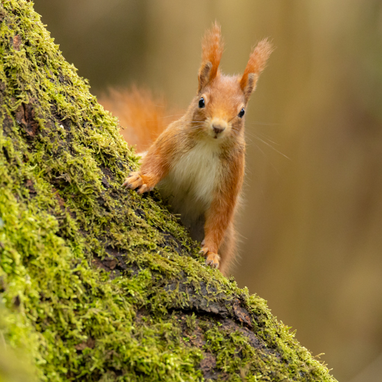 Tierische Begegnungen - Beeindruckende Naturaufnahmen an der Burg Vischering in Lüdinghausen