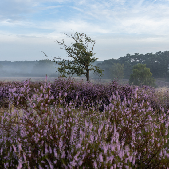 Heideblüte zum Sonnenaufgang in der Westruper Heide - Landschafts- & Makro-Fotografie