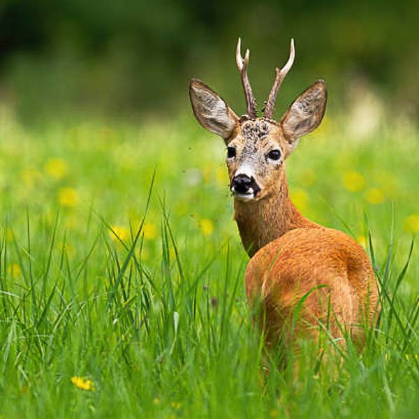 Landschaft- & Natur-Fotografie - Wildpark Dülmen im Fokus