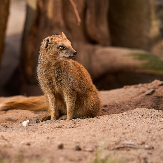 Wildlife hautnah – Tierfotografie im Allwetterzoo Münster