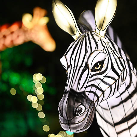 Zoo-Lights Osnabrück - Das Spiel mit dem magischen Licht