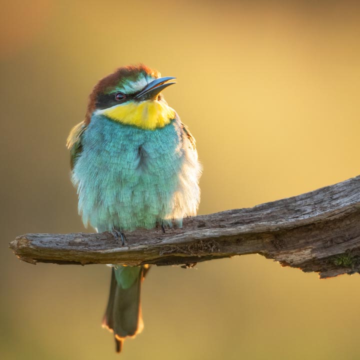 Die Kunst der Vogelfotografie