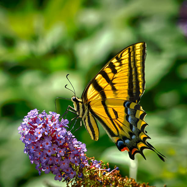 Makro-Fotografie-Workshop im Schmetterlingshaus des Maximilianparks Hamm