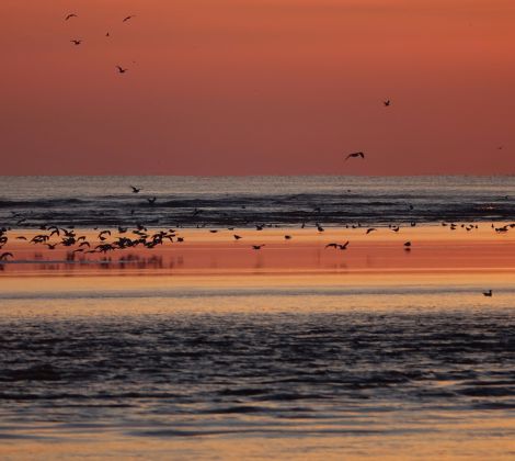 18. Zugvogeltage im Nationalpark Niedersächsisches Wattenmeer